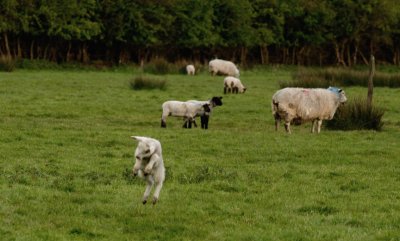 Spring Lamb