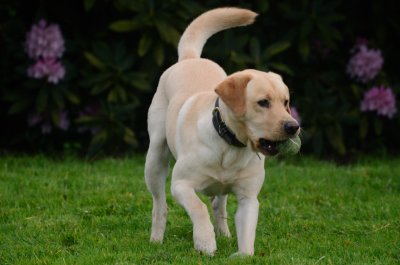 Playing Fetch