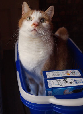 The Cat in the Basket