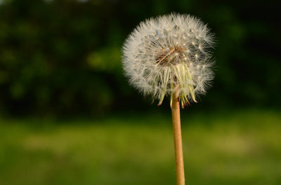 Dandelion Time