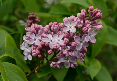 Lilac