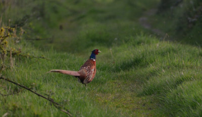 A Pheasant Evening
