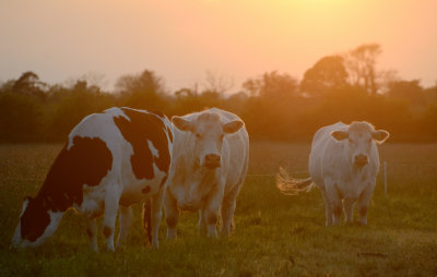 Talking Until The Cows Come Home