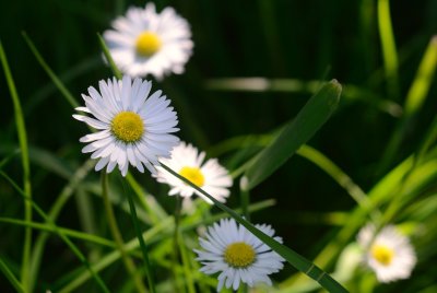 Among the daisies