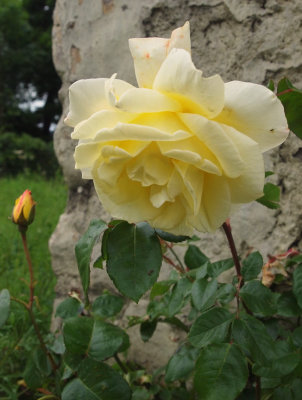 Village Roses