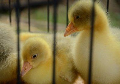Weather for Ducks