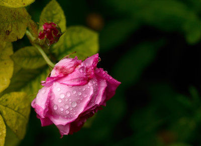 Summer Rose