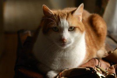 Toffee