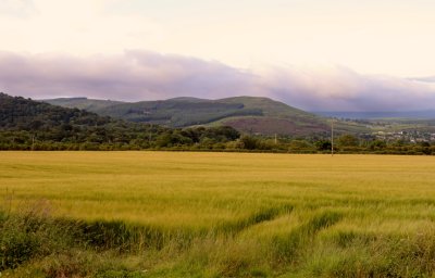 Field of Gold