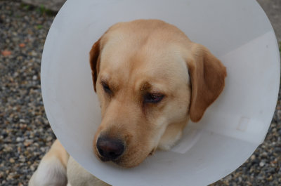 Feeling a Little Ruff