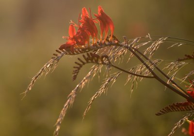 Lit by the Evening Sun