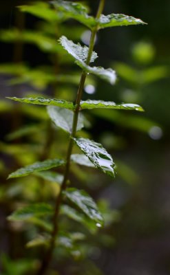 Fresh Mint