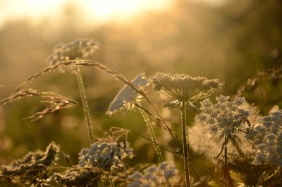 Summer Evening