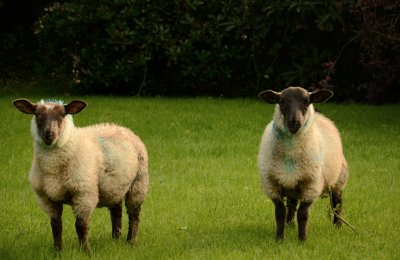 Trespassers