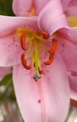 Lily
