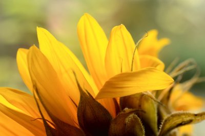 Sunspot