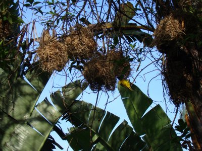 weaverbird nests