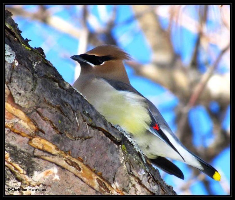 Cedar waxwing in crabapple tree