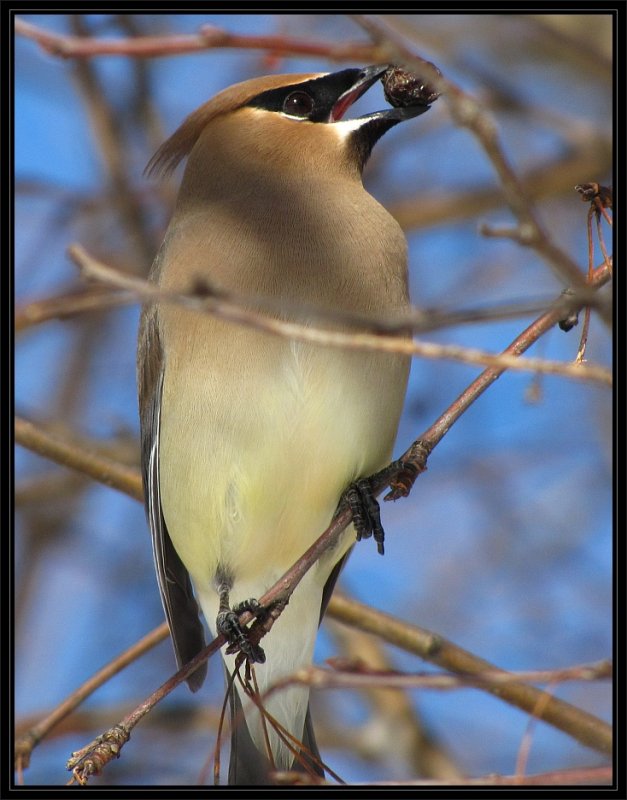 Cedar waxwing in crabapple tree