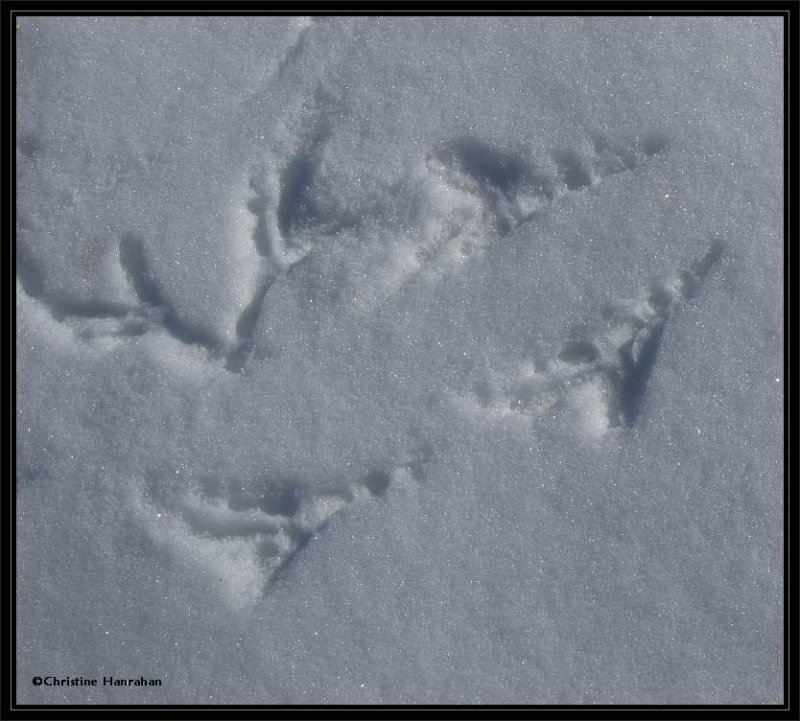 Crow tracks