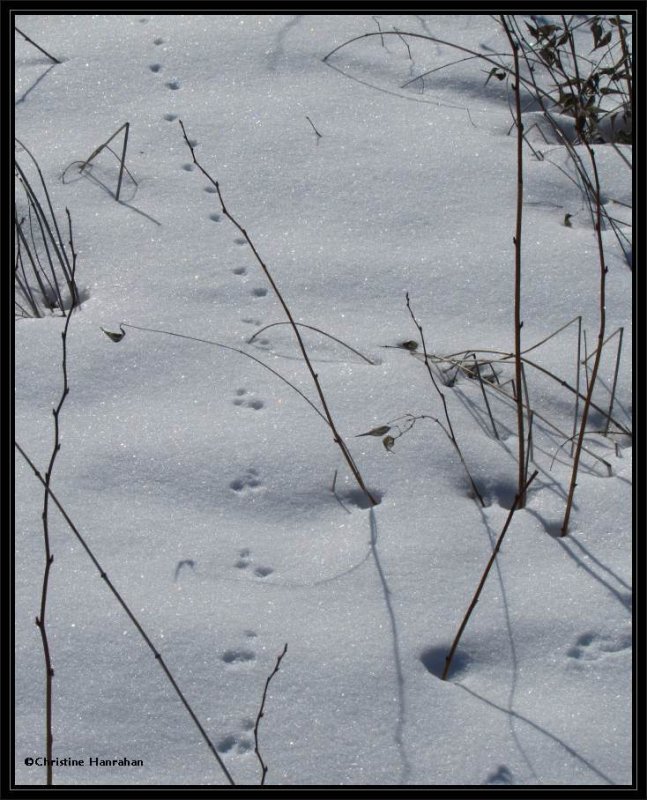 Tracks, possibly of a shrew