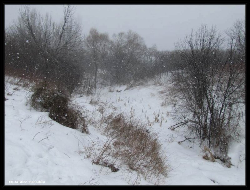 Ravine in the snow