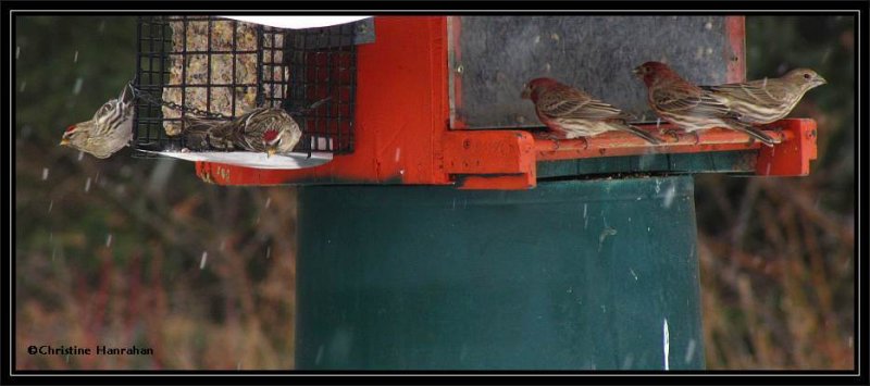 Redpolls and house finches