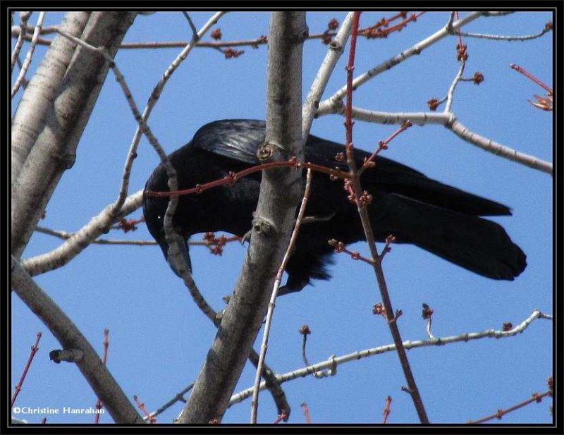 Crow with twig