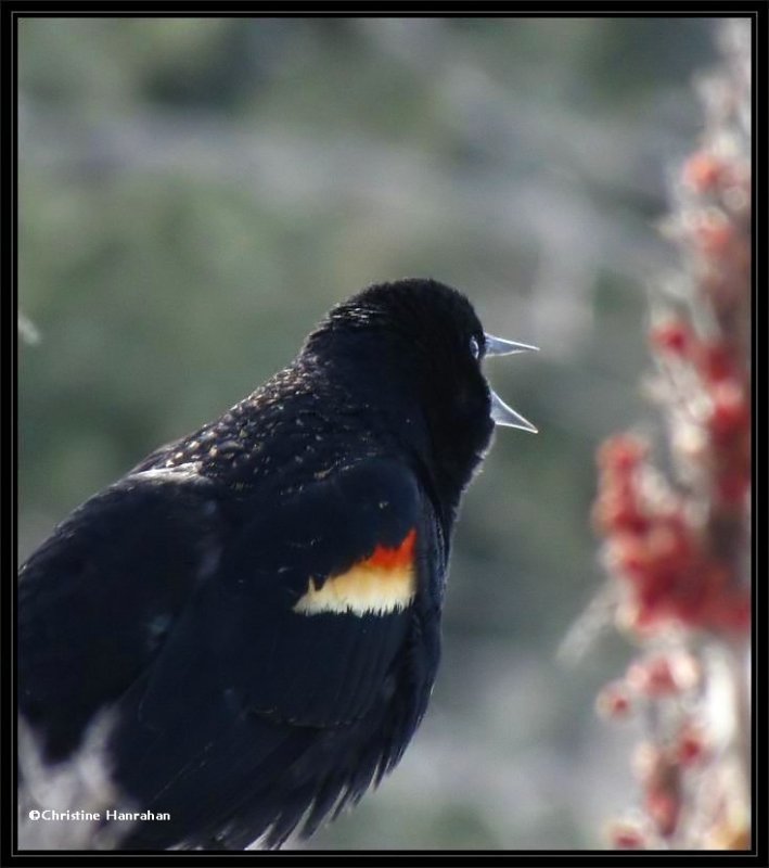 Red-winged blackbird on sumac shrub