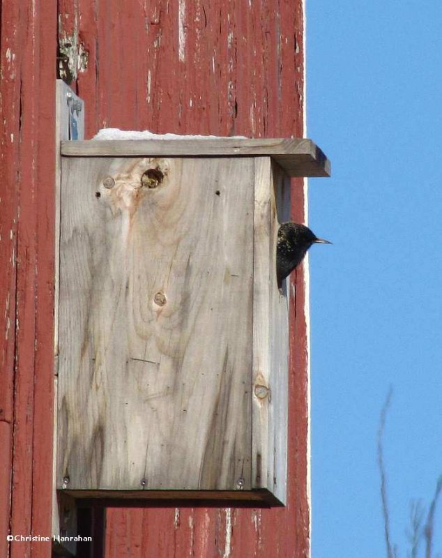 Starling in kestrel box