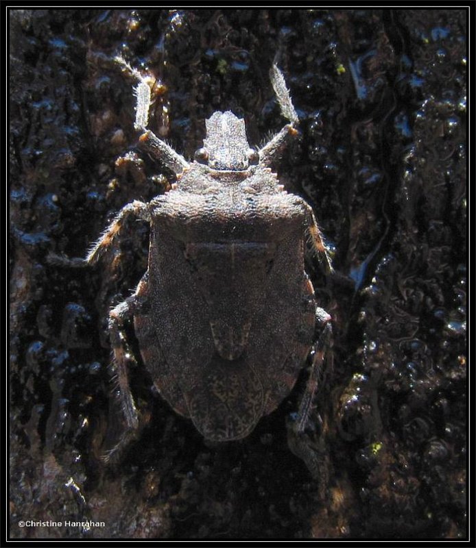 Stinkbug, probably Brochymena quadripustulata