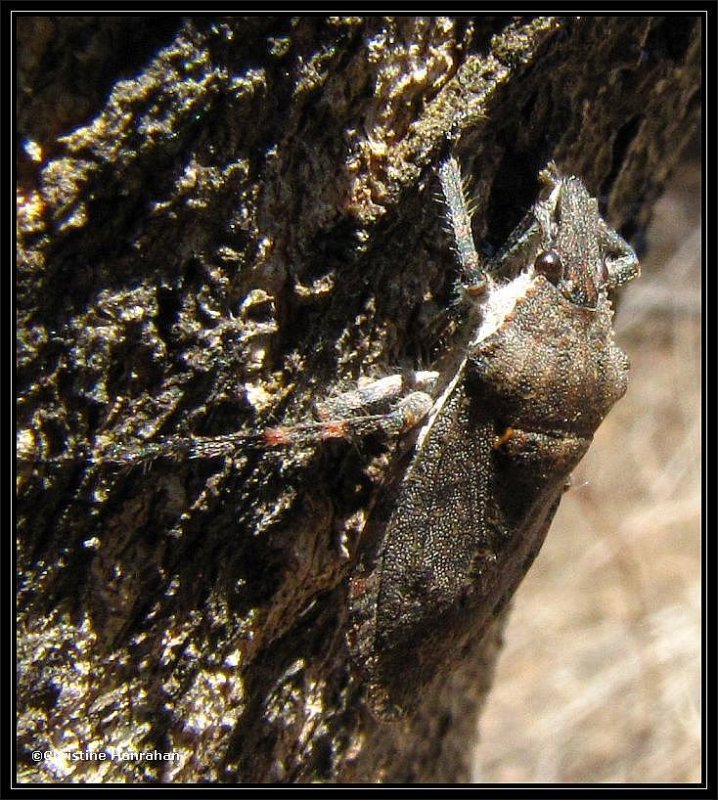 Stinkbug, probably Brochymena quadripustulata