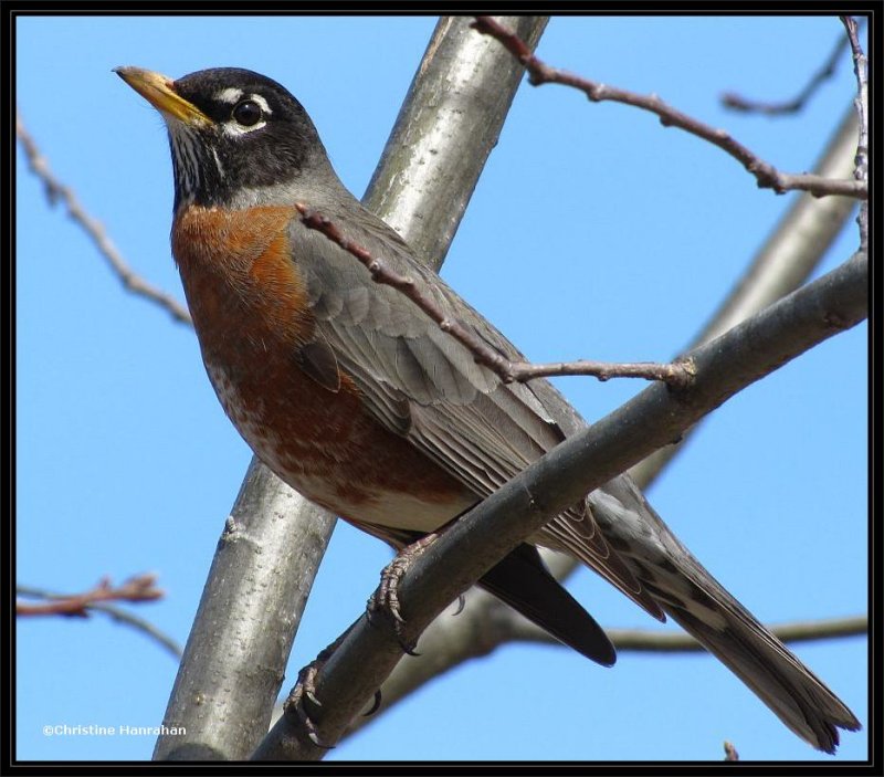 American robin