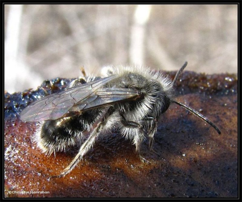Andrenid bee on sap