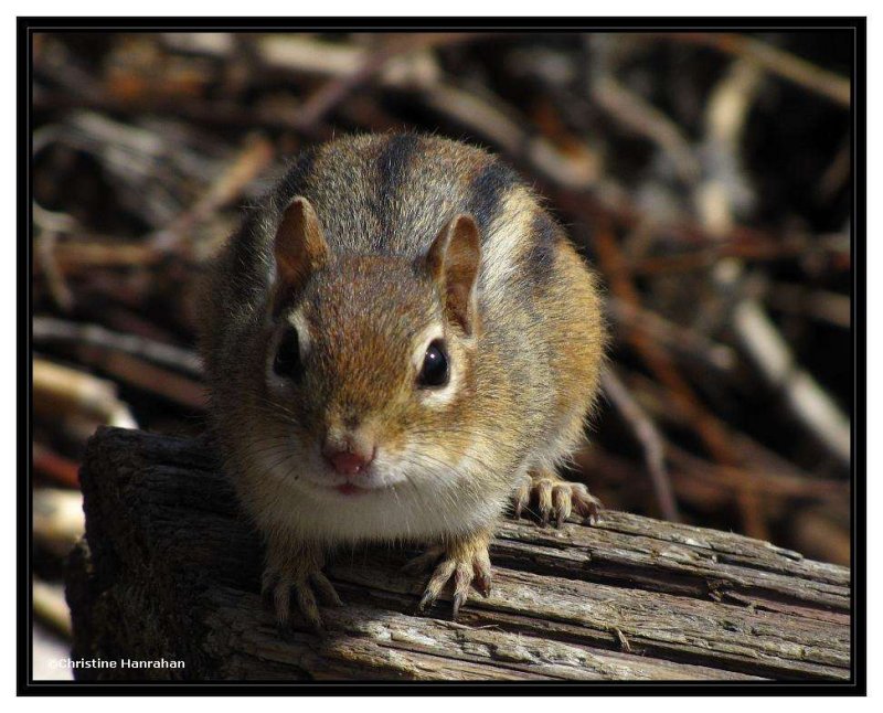Chipmunk