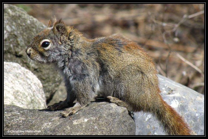 Red squirrel