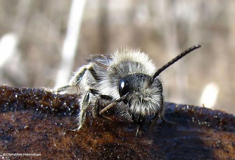 Andrenid bee on sap