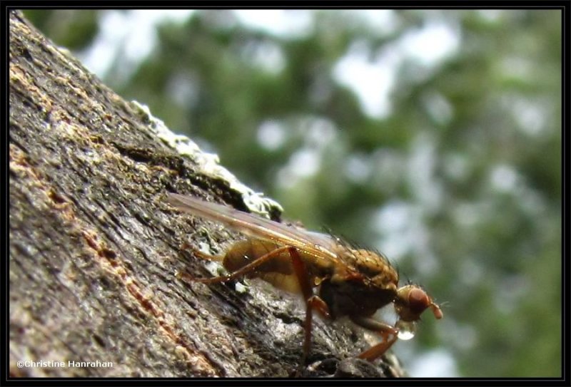 Scathophagid fly
