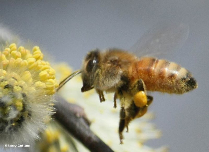 Honey bee (Apis mellifera) at willow flowers