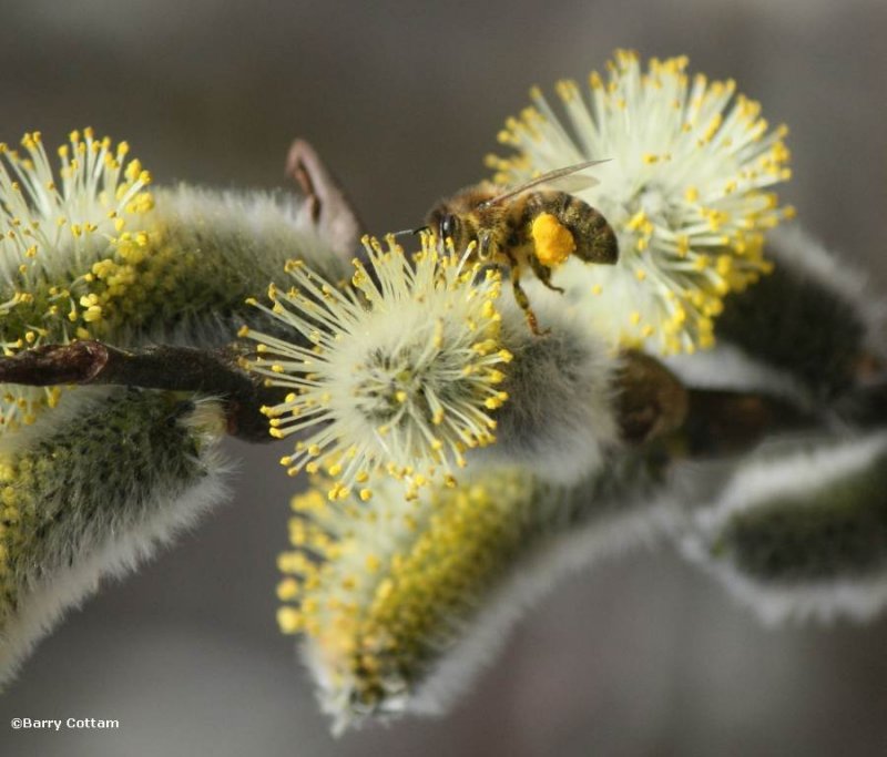 Honey bee (Apis mellifera) at willow flowers