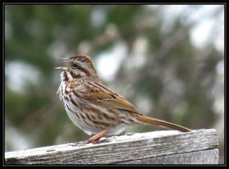 Song Sparrow