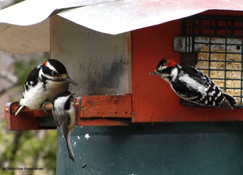At the feeder