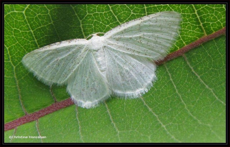 The virgin moth (<em>Protitame virginalis</em>), #6270
