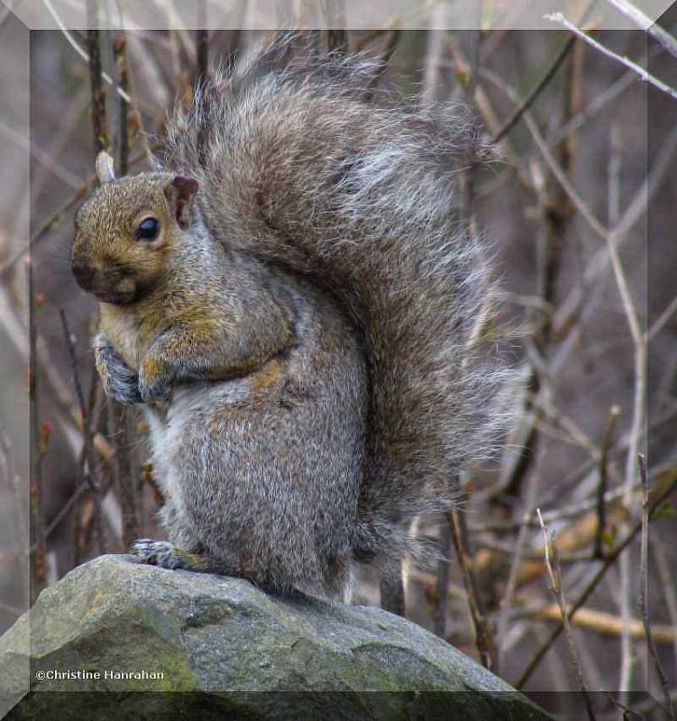 Grey squirrel 