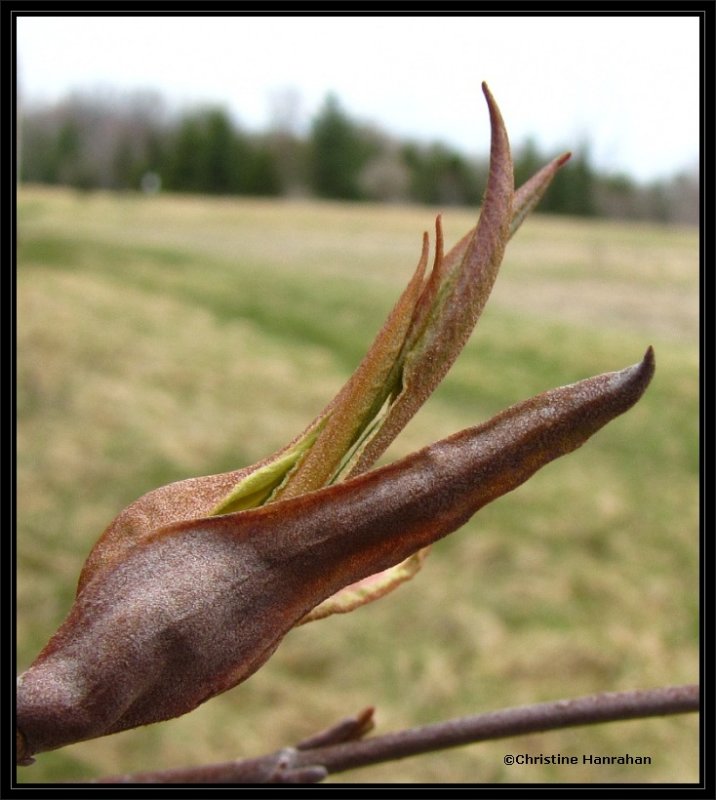 Nannyberry  (Viburnum lentago)