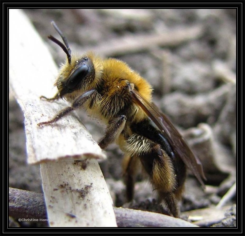 Andrena dunningi bee