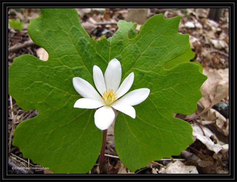 Bloodroot (Sanguinaria canadensis)