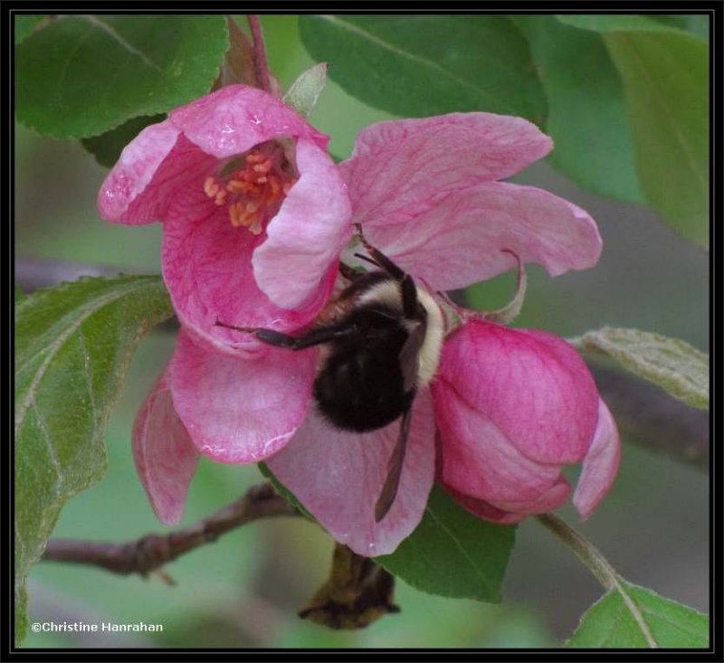 Crabapple (<em>Malus</em>) with a queen bumblebee