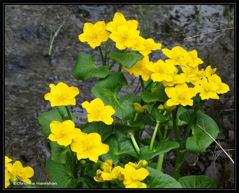 Marsh marigold (Caltha palustris)