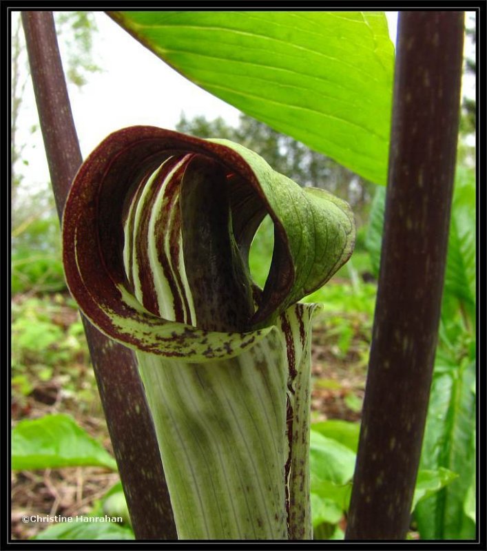 Jack-in-the-pulpit (Arisaema triphyllum)